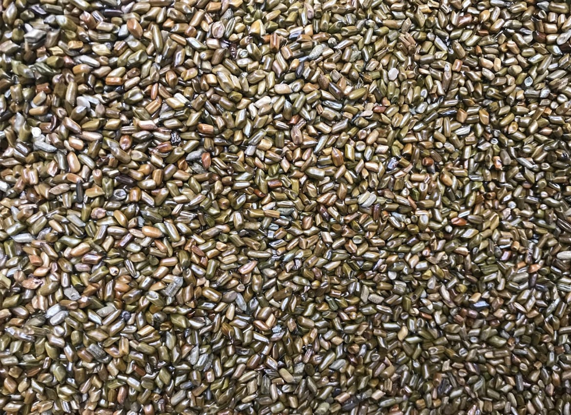 Cassia Seeds